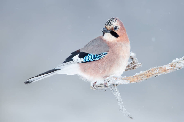 Евразийская сойка (Garrulus glandarius) зимой сидит на заснеженной ветке с опухшими перьями. Снег зимой, Норвегия. Дикая природа в Европе зимой
. - Фото, изображение