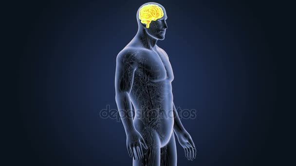Szkielet widok tylnej mózgu człowieka na niebieskim tle - Materiał filmowy, wideo