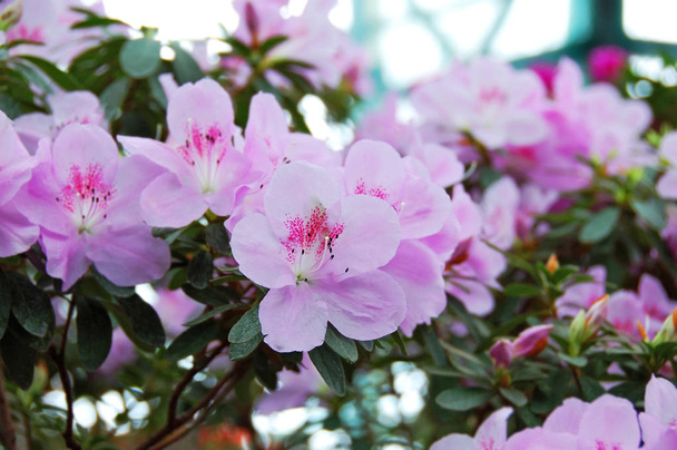 Azalea (Rhododendron molle. Blume.
) - Foto, Imagen