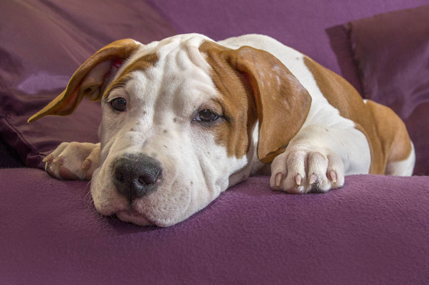Πορτραίτο σκύλου για χρήση αντίγραφο χώρου και πανό. Η ράτσα σκύλου είναι αμερικανικό Terrier Staffordshire, απομονώνονται σε μοβ φόντο. - Φωτογραφία, εικόνα