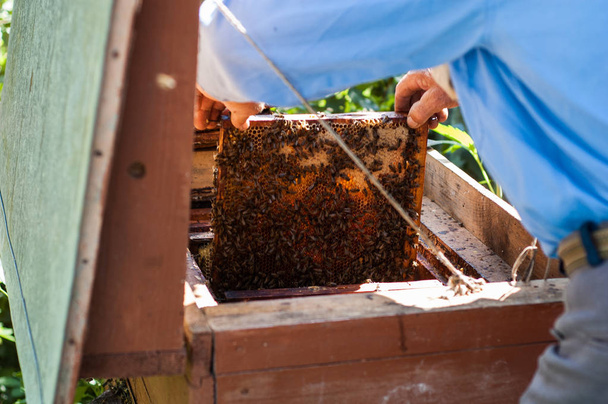 Ein älterer Imker begutachtet die Gestelle mit Bienen in der Nähe der Bienenstöcke. - Foto, Bild