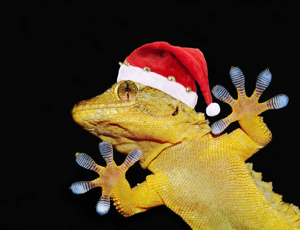 Gecko com chapéu de santa claus
 - Foto, Imagem