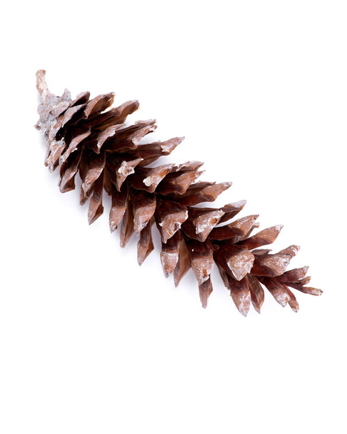 Cone de pinho de açúcar longo com resina, Pinus Lambertiana, isolado sobre fundo branco
 - Foto, Imagem