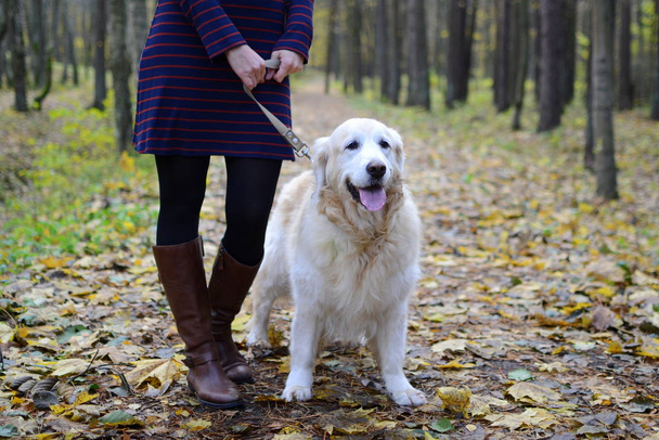 Mulher bonita no parque de outono andando com seu cão, golden retriever
 - Foto, Imagem
