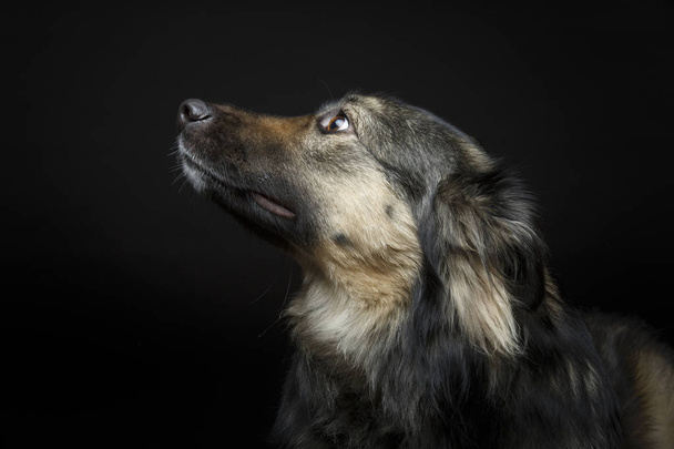 όμορφο σκυλί που απομονώνονται σε μαύρο - Φωτογραφία, εικόνα
