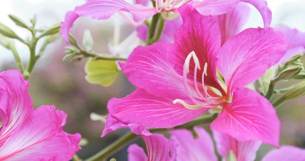 Pink Bauhinia flowers in garden  - Photo, Image