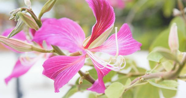 Pink bauhinia flowers close up  - Photo, Image