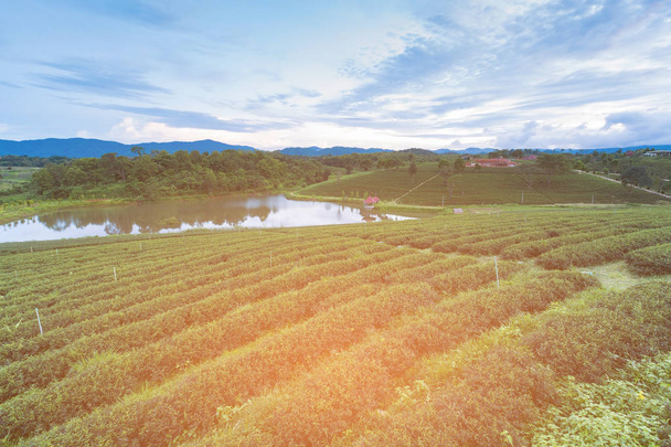 Green Tea plantation over highland north of Thailand, natural landscape background - Photo, Image