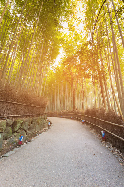 Kyoto bambusz erdő, és elindult az út sanano Japán, természetes táj háttér - Fotó, kép