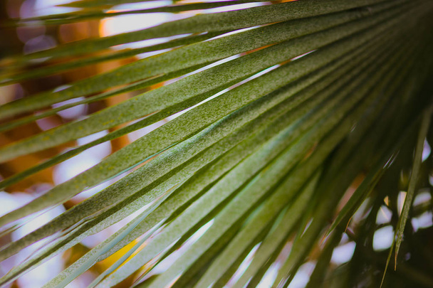 Abstrakti taustakuva palmunlehdestä, bokeh taustalla. Luonnollisia luovia ideoita. Kasvitieteellinen tapetti
. - Valokuva, kuva
