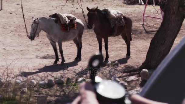 Mann schaut auf einen Kompass, ein paar Pferde schauen hinter - Filmmaterial, Video