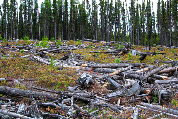 Ένα τμήμα του δάσους που έχει συγκομισθεί και καεί - Φωτογραφία, εικόνα