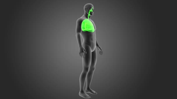 skelet posterieure weergave van menselijke longen op grijze achtergrond - Video