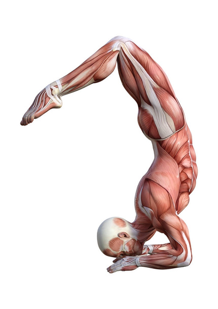 3D Rendering Male Anatomy Figure on White - Fotografie, Obrázek