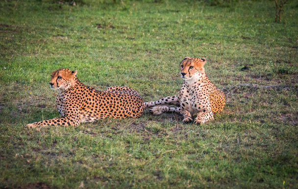 African cheetahs in Masai Mara park in Kenya - Фото, изображение