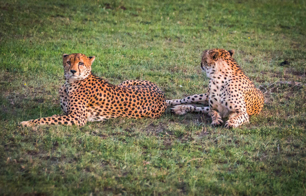 African cheetahs in Masai Mara park in Kenya - Фото, изображение