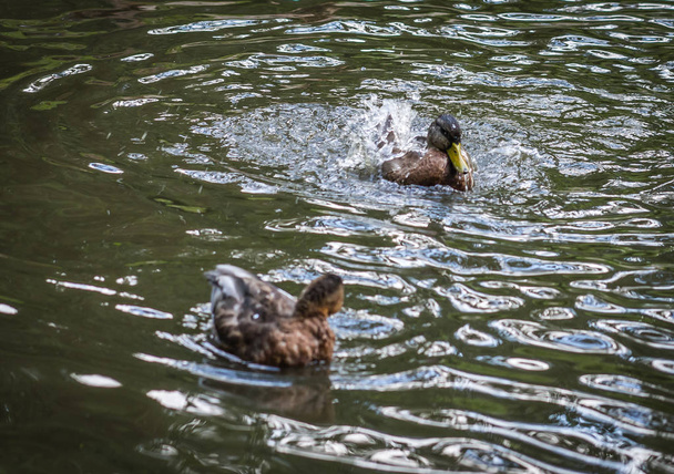 Ducks bathing in a cloud of spray in a pond - Zdjęcie, obraz