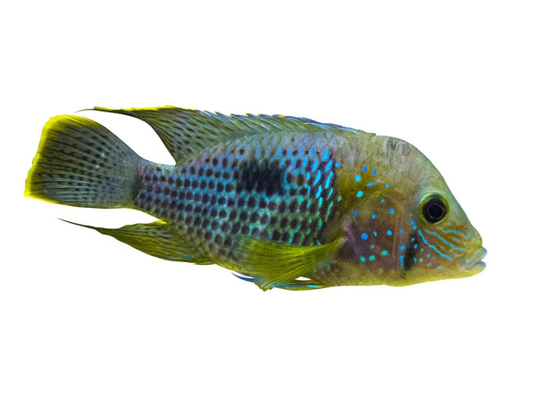 Electric Blue Acara Cichlid Fish (em inglês). Nannacara Neon Azul
 - Foto, Imagem