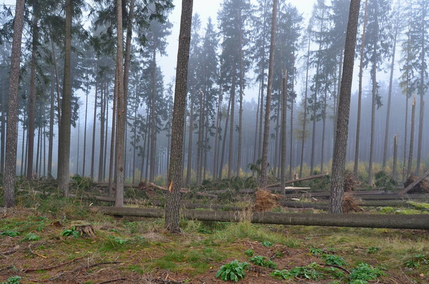 view of forest damaged by wind, southern Bohemia - Photo, Image