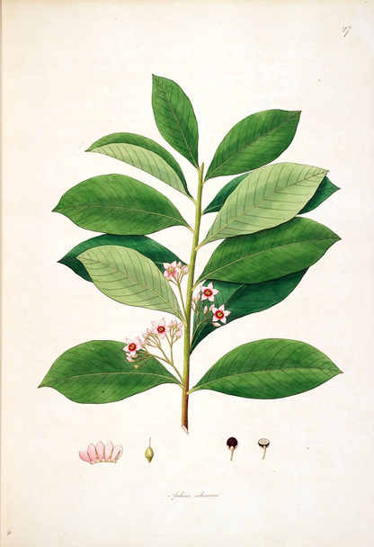 Botanische illustratie. Planten van de kust van Coromandel Londen 1793 - Foto, afbeelding