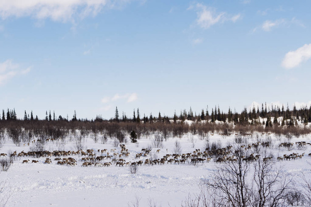 dans le grand froid du nord, un troupeau de rennes sauvages vole à travers le trou hivernal enneigé
 - Photo, image