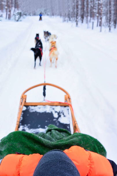 Man sitting in husky sledge in Lapland Finland Rovaniemi - Photo, Image
