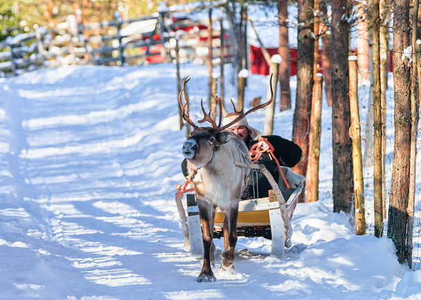 Człowiek jazdy renifer sanki zimą Rovaniemi - Zdjęcie, obraz