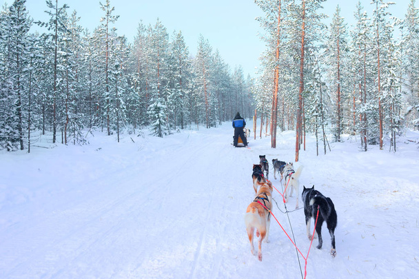 Persona montando trineo husky en Laponia en invierno Bosque finlandés
 - Foto, Imagen