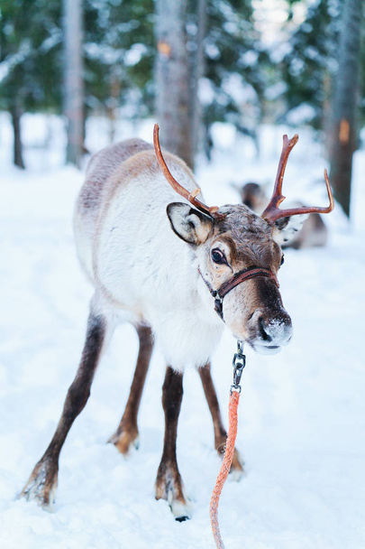 Reindeer at farm of winter Lapland Rovaniemi Finland - Photo, Image