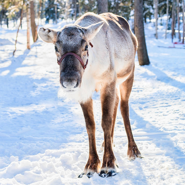 Reindeer at farm winter Rovaniemi Lapland Northern Finland - Photo, Image