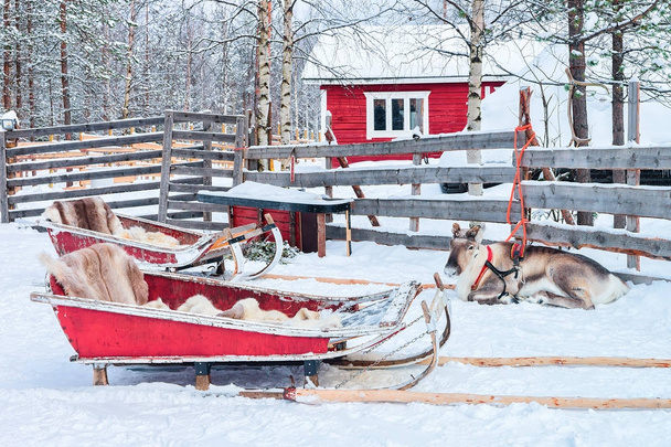 Reindeer with sled in forest in winter Rovaniemi Lapland Finland - Photo, Image