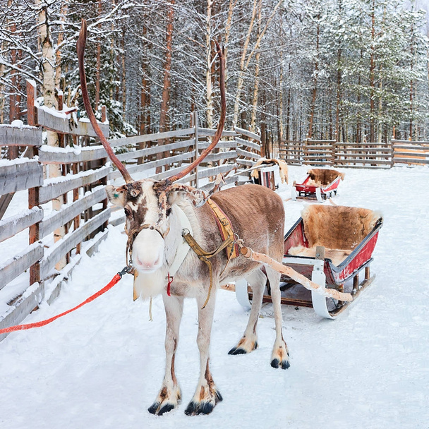 Renifer z zaprzęgów w zimowym lesie w Laponii w Rovaniemi, Finlandia - Zdjęcie, obraz