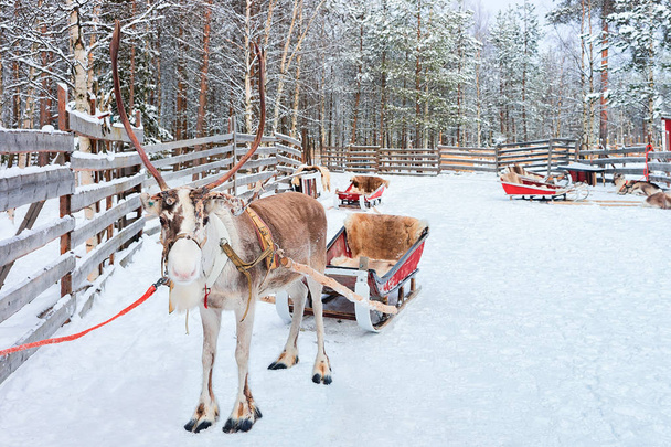 Reindeer with sledge in winter forest in Rovaniemi Lapland Finland - Photo, Image