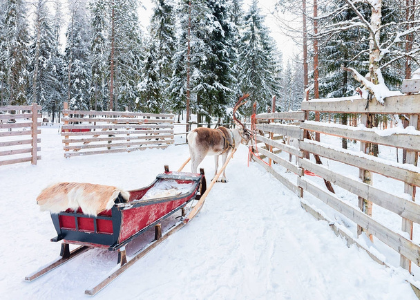 Reindeer with sleigh in winter forest in Rovaniemi Lapland Finland - Photo, Image