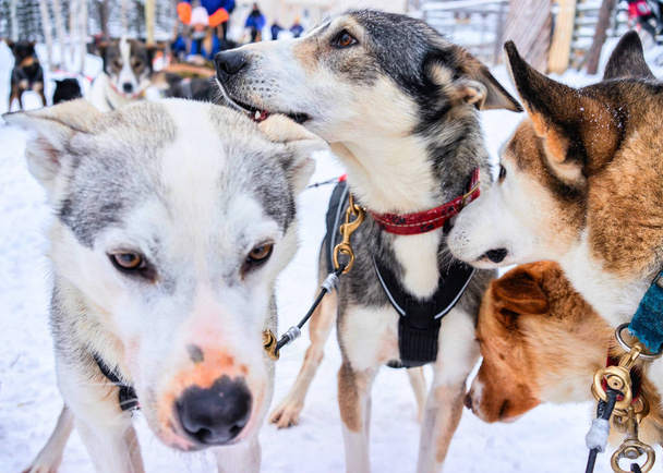 Husky dogs in sledge at winter forest in Rovaniemi - Photo, Image