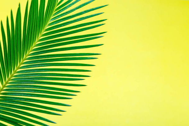 Tropical Background Palm Trees Branches. Holiday. Travel. Copy space. - Foto, afbeelding