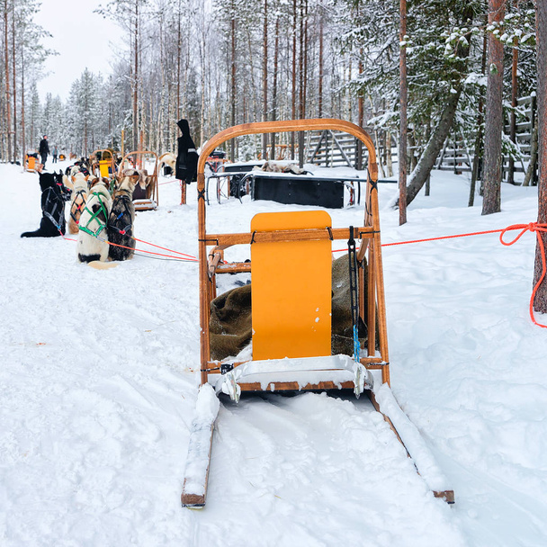 Spřežení se psy husky v zimním lese Rovaniemi - Fotografie, Obrázek