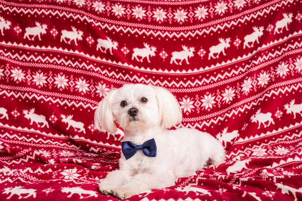 Χριστουγεννιάτικο σκυλί  - Φωτογραφία, εικόνα