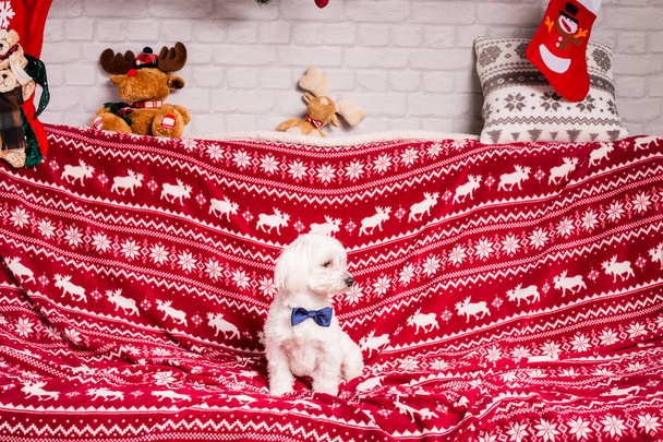 christmas dog  - Fotografie, Obrázek
