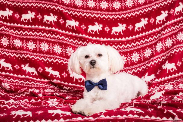 christmas dog  - Photo, Image