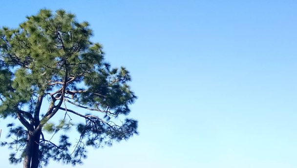 Дерево на горе
 - Фото, изображение