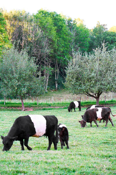 Belted Galloway vacas y terneros en el pasto de pie comiendo hierba
 - Foto, imagen