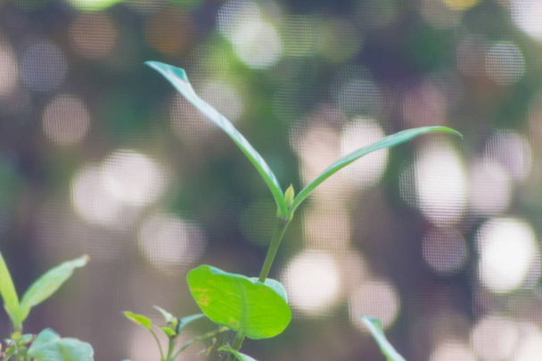 groei van het groene blad omhoog met de natuurlijke achtergrond bokeh - Foto, afbeelding