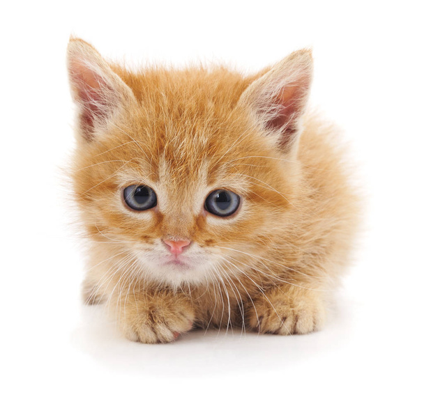Beautiful red kitten. - Photo, Image