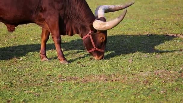 Ankole-Watusi es una raza americana moderna de ganado doméstico
.  - Metraje, vídeo