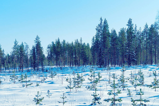 Zasněženého lesa na venkově v zimě Rovaniemi - Fotografie, Obrázek