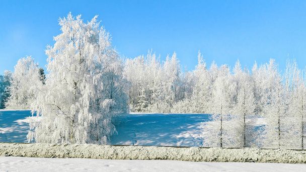 Zasněžené stromy v lese v zimě Rovaniemi - Fotografie, Obrázek