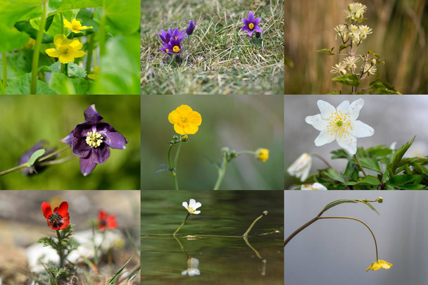 Selection of British plants in the buttercup family. Wildflowers in the family Ranunculaceae native to the UK - Photo, Image