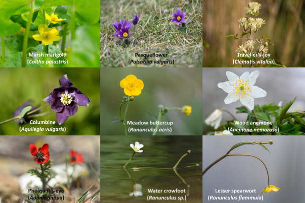 Seleção de plantas britânicas da família Buttercup com texto. Flores silvestres da família Ranunculaceae nativas do Reino Unido
 - Foto, Imagem