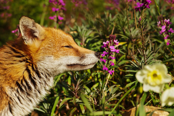 赤狐は、裏の庭、ロンドン郊外の春の花の臭いがします。都市の野生生物. - 写真・画像